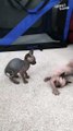 Joyful Moments with Sphynx Kittens | Cuteness Overload! | Heartsome 