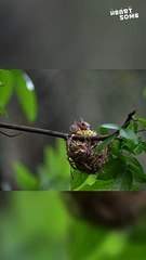 Nature's Heartsome Moments || Heartsome 