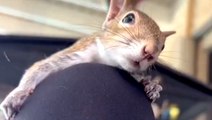 Squirrel rescued by Florida woman now refuses to leave her side