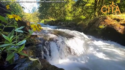 Predicación Expositiva - Clase N° 6