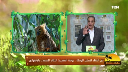 من الغناء لتمثيل الوفاء "بومة العفريت"..والفرق بين الفراج المجمدة والمستوردة والبلدي| حكايات ومعجزات