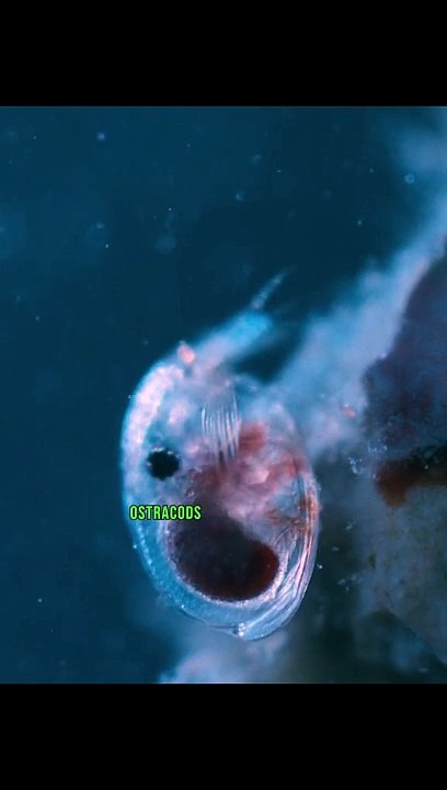 amazing animals