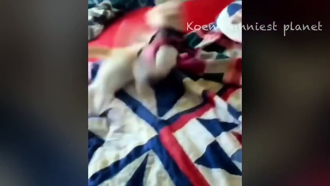 Funny Dogs And Cats Videos 2024