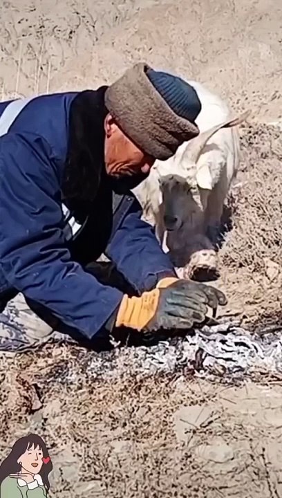 This man help goat kid