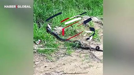 Bakır kafalı yılan, kaplan yılanını spagetti gibi yuttu!