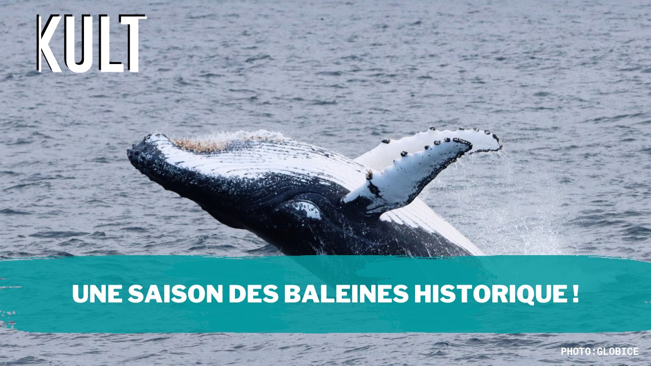 Une saison des baleines historique !