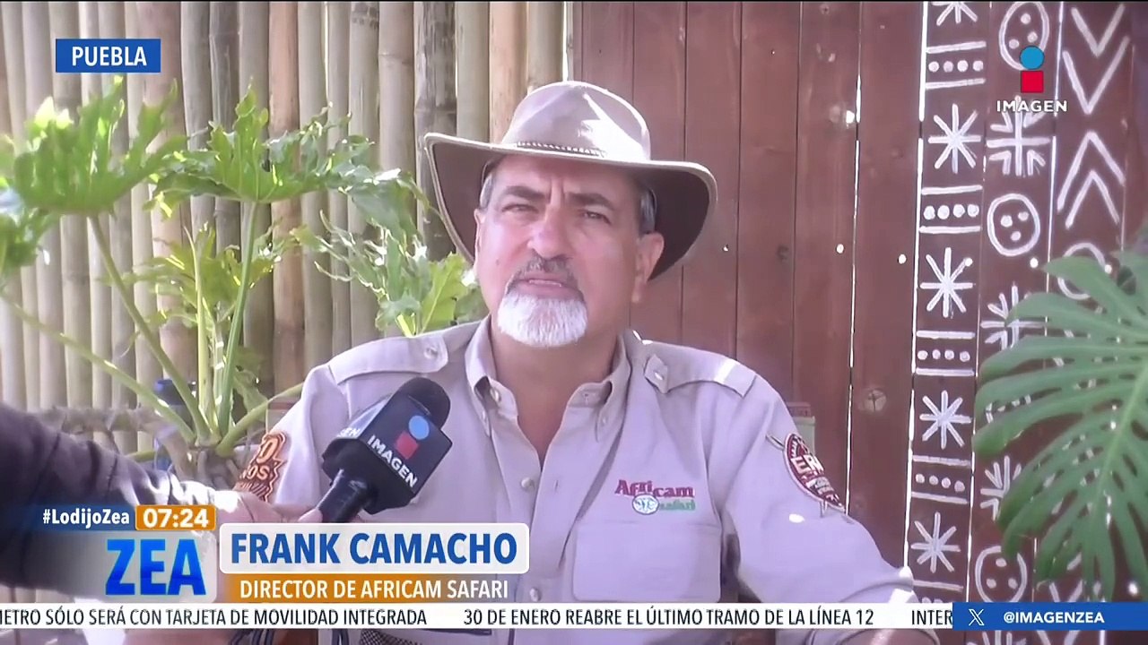 La jirafa Benito se integra a su nueva familia en Africam Safari