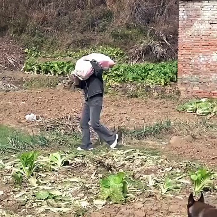 Dogs helping its human..