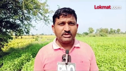 अमेरिकेतलं चिया पिक हिंगोलीत, होणार लाखोंचा नफा