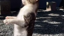 I’m_a_PopStar_⭐️✨_Michael_Catson___#billiejean_#moonwalker_#moonwalk_#michaeljackson_#michaelcatson_#gatos_#cats_#gatosdoinstagram_#catsofinstagram