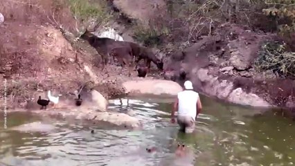 Dramático encuentro con un ciervo