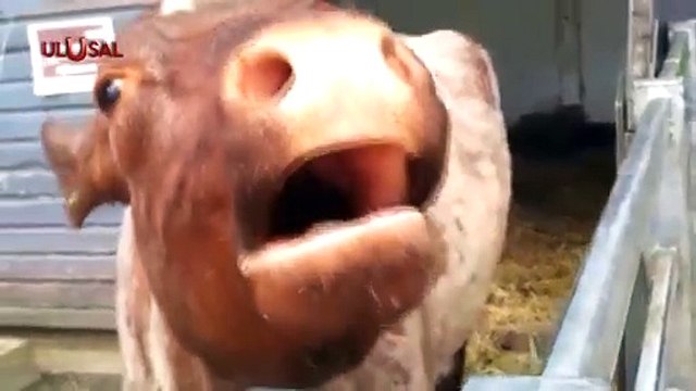 Besici çıkış yolu arıyor: Süt geliri az, hayvanları kesime göndereceğiz