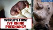 Scientists carry out the first successful in vitro fertilisation of a southern white rhino