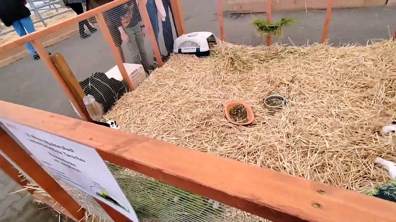 Leon Elektronik  Messe Wächtersbach 2023 Tierwelt Ein kleiner Einblick. 21.05.2023-KznWUYaFboM-1080pp-1706108052