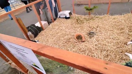 Leon Elektronik  Messe Wächtersbach 2023 Tierwelt Ein kleiner Einblick. 21.05.2023-KznWUYaFboM-1080pp-1706108052