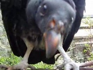 sarcoramphe roi ou vautour roi