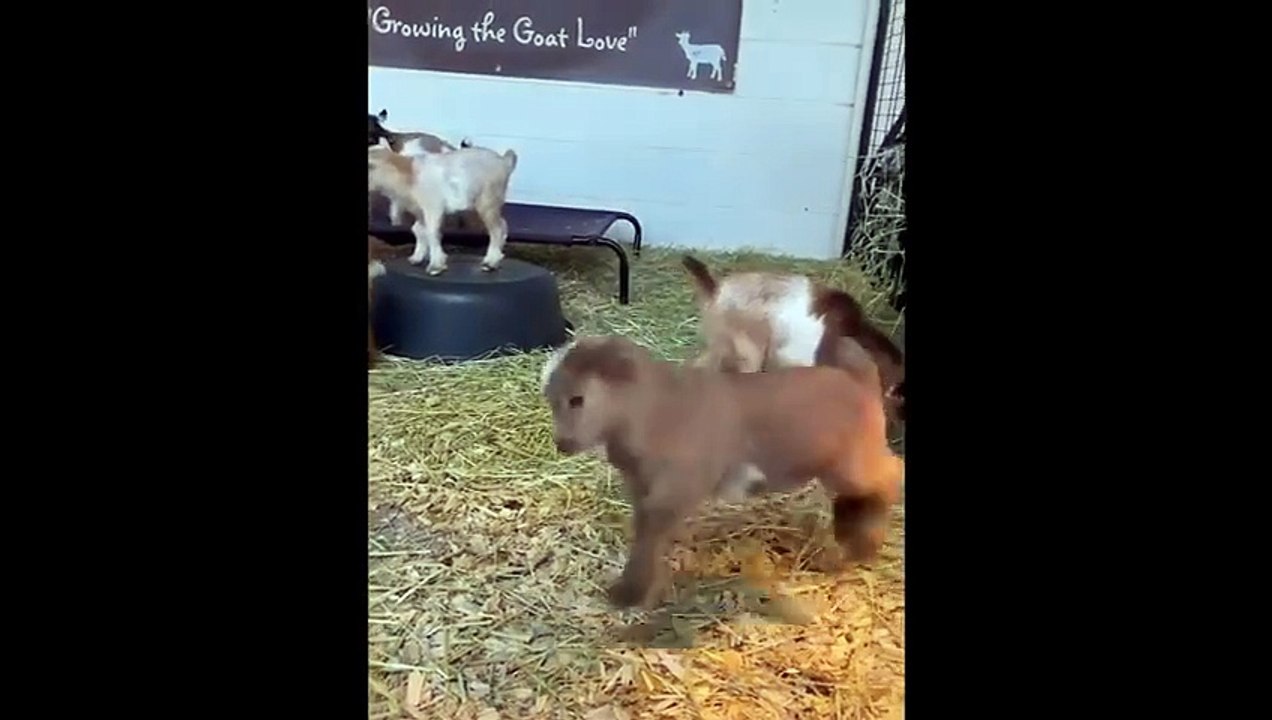 Funniest_Cats_and_Dogs_Videos_(480p)
