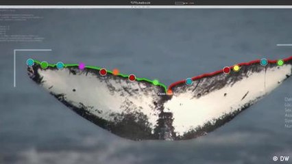 AI-Powered Image Recognition Safeguards Wildlife 🐾