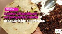 Comer chapulines: un proyecto contra la desnutrición en México