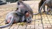Poorest Baby Monkey to be Kidnap By Old Monkey, Make Mother Monkeys Scared (720p_25fps_H264-192kbit_AAC)