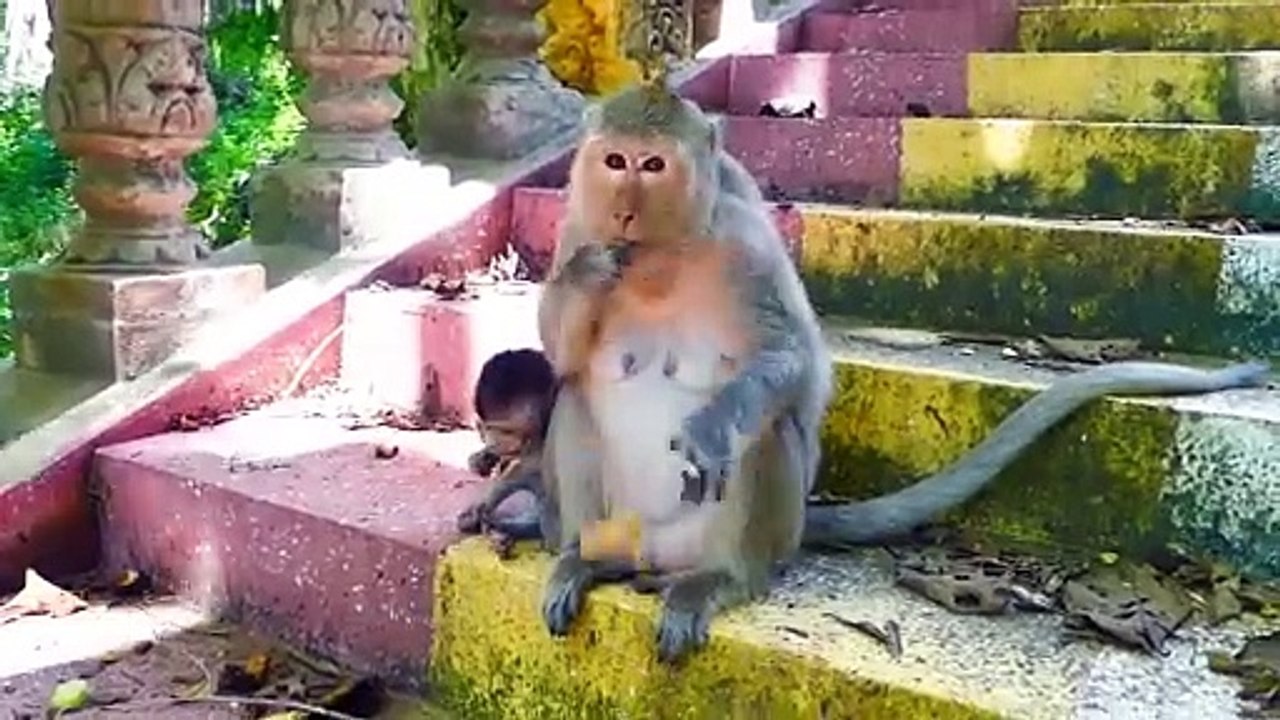 Poorest And Pitiful Baby, Mila Is Warned Horribly By Craziest Mother Monkey Malika (720p_25fps_H264-192kbit_AAC)