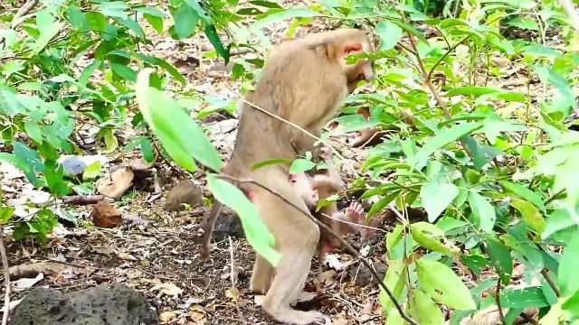 Poorest Baby Saro Is Disturbed His Playing By His Mother Sarika (720p_25fps_H264-192kbit_AAC)