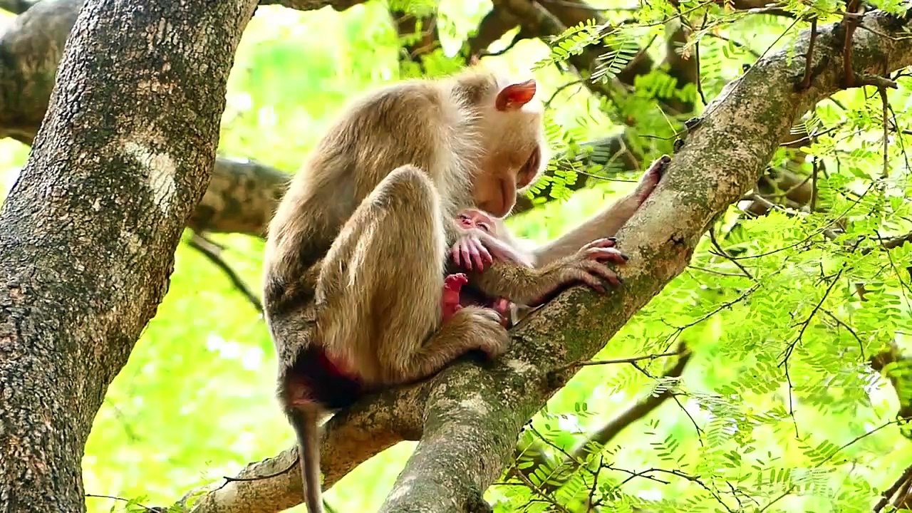 Poorest Baby Saro Is Actually Hard Trying Of Mother Sarika (720p_25fps_H264-192kbit_AAC)