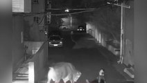 Escaped bull charges at man on his way home from work in China