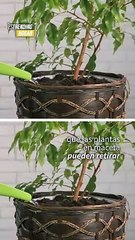 ¿Tener plantas para purifica tu aire?