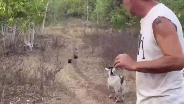 El entrenamiento de Frank de la Jungla a sus nutrias