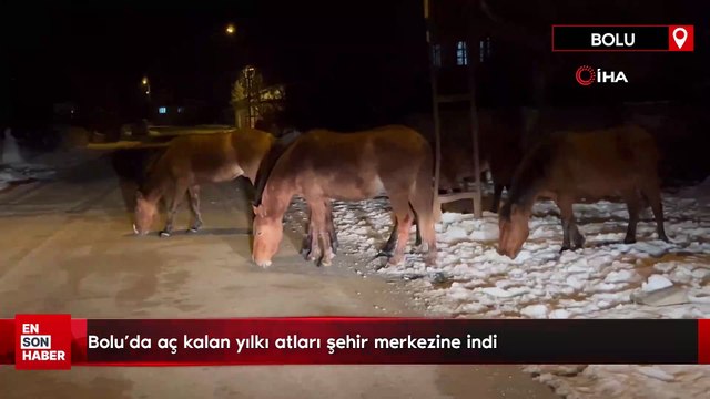 Bolu’da aç kalan yılkı atları şehir merkezine indi