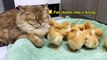 The hen suspects the kitten has stolen the chicks_The cat returned the chick to the hen.Funny cute 