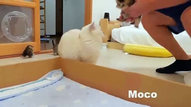 The kitten approaching the daddy cat to play with him was so cute.