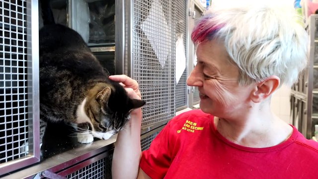 Schronisko w Katowicach ma nowy pawilon dla kotów