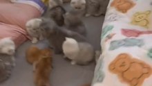 Fun cat