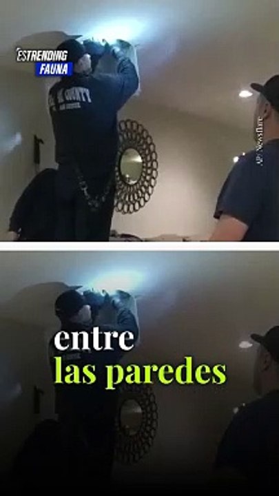 Perro atrapado entre las paredes