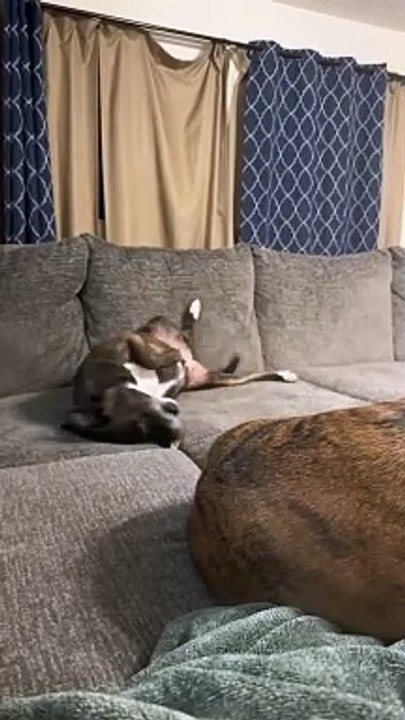 Funy dog