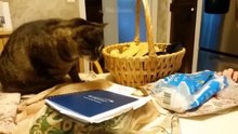 Funny Animal Videos 2024  - Funniest Dogs and Cats Videos  #6