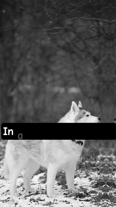 Leader like a wolf !