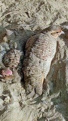 Couple teetar ki masti