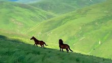 خيل و طبيعة الحصان العربي Horse and nature