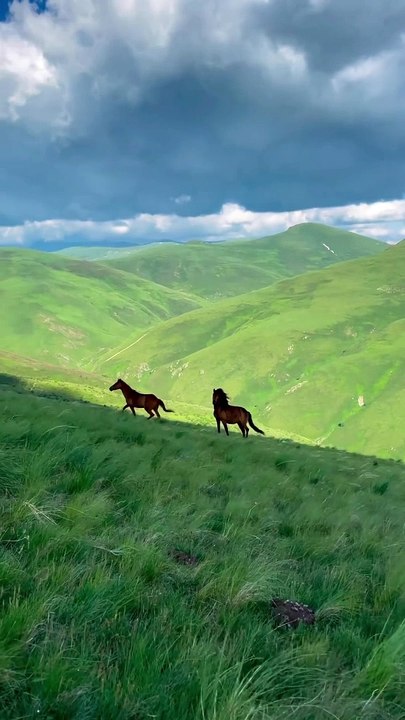 خيل و طبيعة الحصان العربي Horse and nature