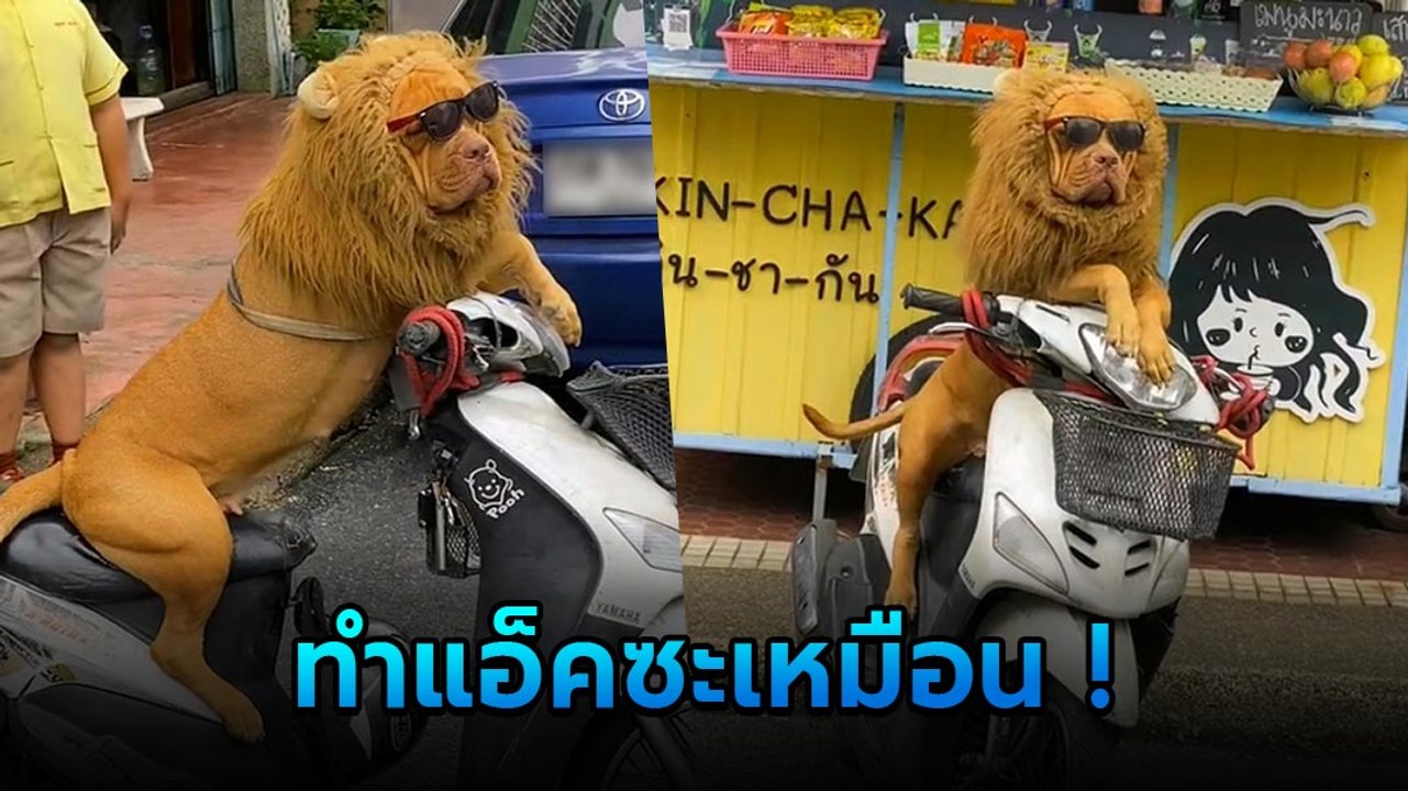 อั้ยย่ะ ! สิงโตนั่งมอเตอร์ไซค์ เห็นไกล ๆ แทบจะวิ่ง เอ๊ะตัวนี้มีเอกสารไหมนิ