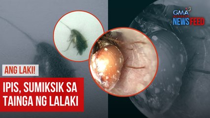 Ipis, sumiksik sa tainga ng lalaki | GMA Integrated News