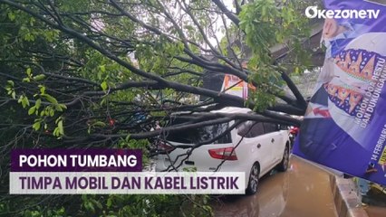 Pohon Angsana Tumbang dan Timpa Mobil dan Kabel Listrik di Jakarta Timur