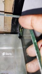 crazy  betta likes to stick to the sides of their fish tank colorfishsns895