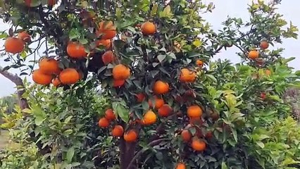 बांग्लादेश, नेपाल में निर्यात कम होने से तीन गुना टूटे किन्नू के भाव