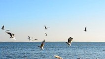 Seagulls flying in front of the sea on a sunny day