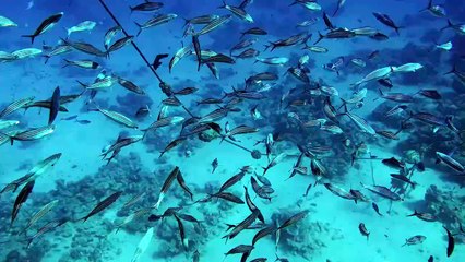 A large school of fish swim haphazardly along the seabed