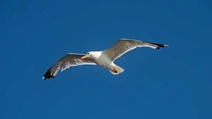 Seagull glides through the blue sky